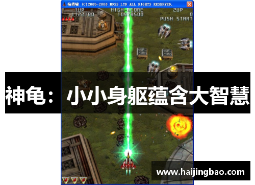 神龟：小小身躯蕴含大智慧